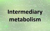 Intermediary metabolism