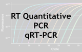 Quantitative RT-PCR - qRT-PCR