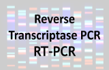 Reverse transcriptase PCR - RT-PCR
