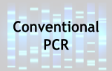 Conventional PCR
