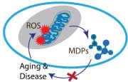 MDPs
