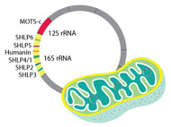 Miochondrial peptides