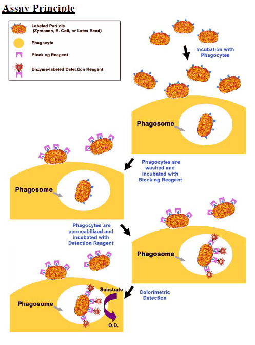 Cell-based assay kits - Phagocytosis - with Zymosan substrate ...