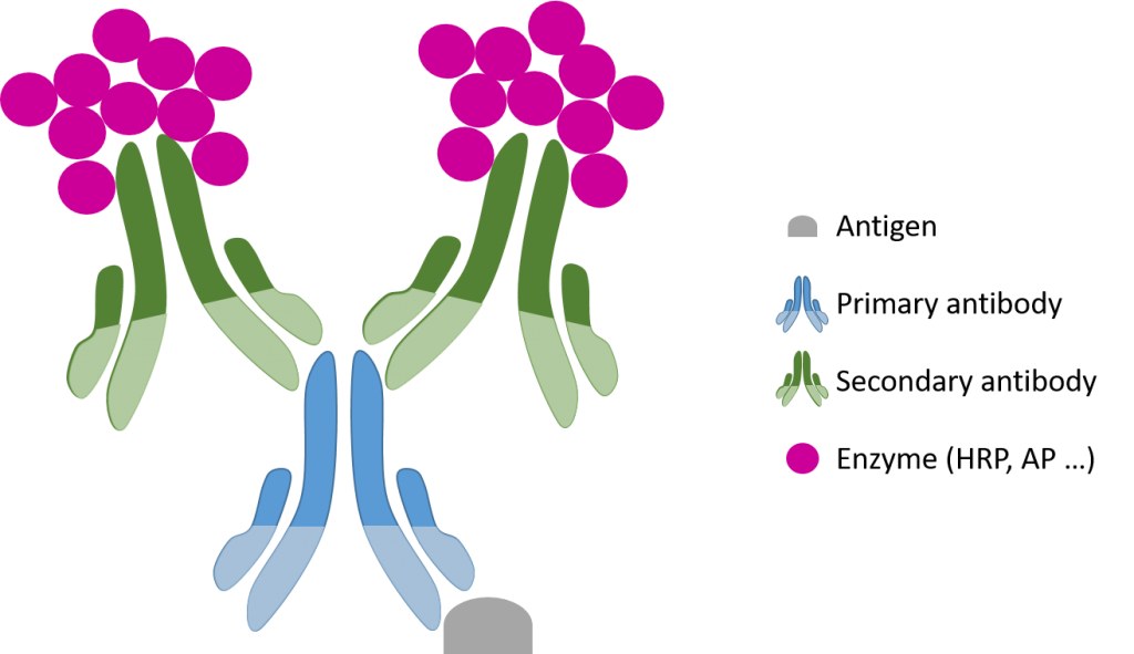 Polymer-IHC-kit