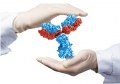 High purity antibodies, unlock exclusive promotions and elevate your research!