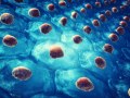 XIX CONGRESS OF THE SPANISH SOCIETY OF CELL BIOLOGY