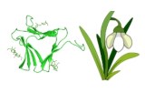 Galanthus nivalis (GNL/GNA)